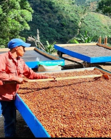 Costa Rica H3-Milenio Natural (Filter)