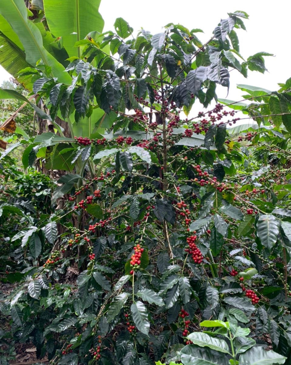 Costa Rica H3-Milenio Natural (Filter)