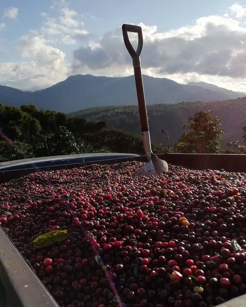 Costa Rica H3-Milenio Natural (Filter)