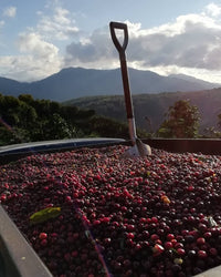 Costa Rica H3-Milenio Natural (Filter)