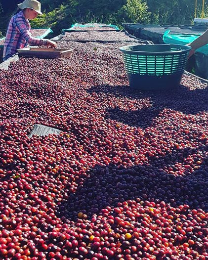 Costa Rica H3-Milenio Natural (Filter)