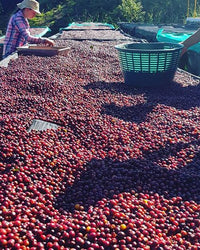 Costa Rica H3-Milenio Natural (Filter)