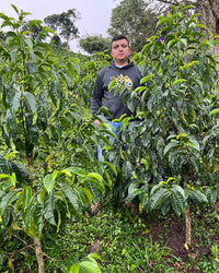 Finca El Diviso Nestor Lasso Sidra Natural NL70 (Filter)