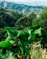 Finca El Diviso Nestor Lasso Sidra Natural NL70 (Filter)