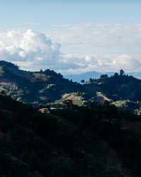 Finca El Diviso Nestor Lasso Sidra Natural NL70 (Filter)