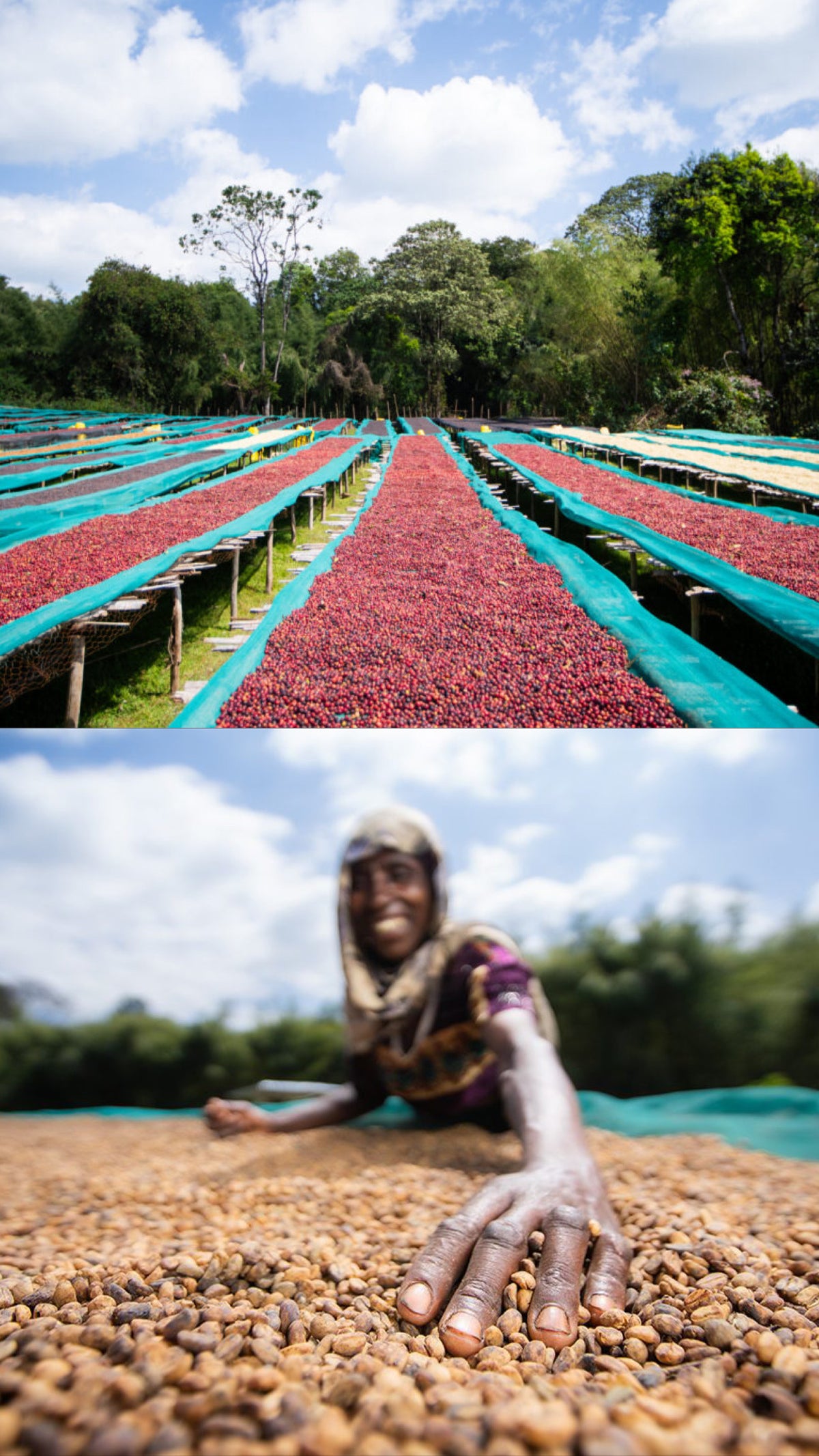 🆕 Another NZ Exclusive: Ethiopia Alo Village 74158 Natural (Filter)