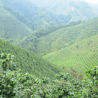 🆕 Colombia Las Flores Chiroso Anaerobic Natural