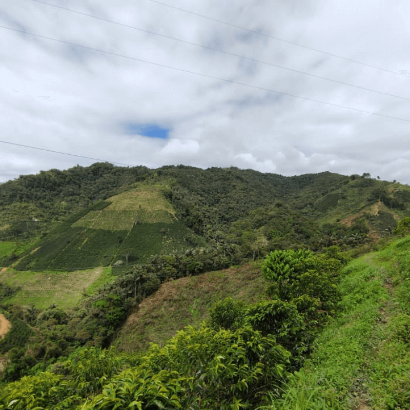 🆕 Colombia Las Flores Chiroso Anaerobic Natural