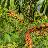 🆕 Colombia Las Flores Chiroso Anaerobic Natural