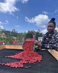 🆕 Ethiopia Doora Heirloom Washed (Filter)