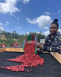 🆕 Ethiopia Doora Heirloom Washed (Filter)