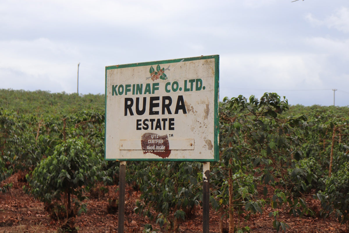 🆕 Kenya Ruera AB Washed (Filter)