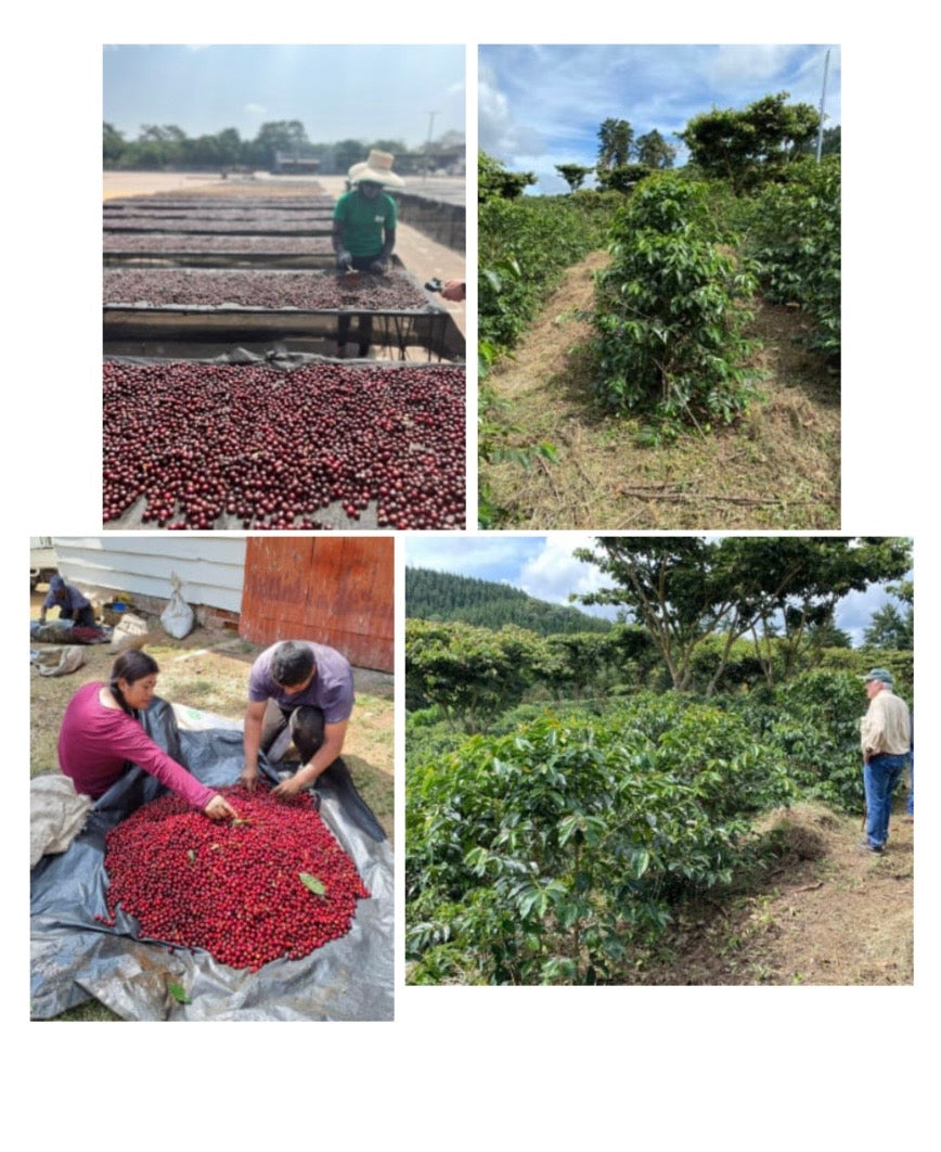 🆕 El Salvador Finca Plan del Hoyo Gesha Natural (Filter)