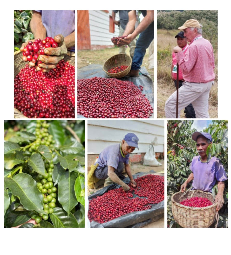 🆕 El Salvador Finca Plan del Hoyo Gesha Natural (Filter)