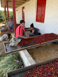 Colombia Jairo Arcila Chiroso Bourbon Natural (Filter)