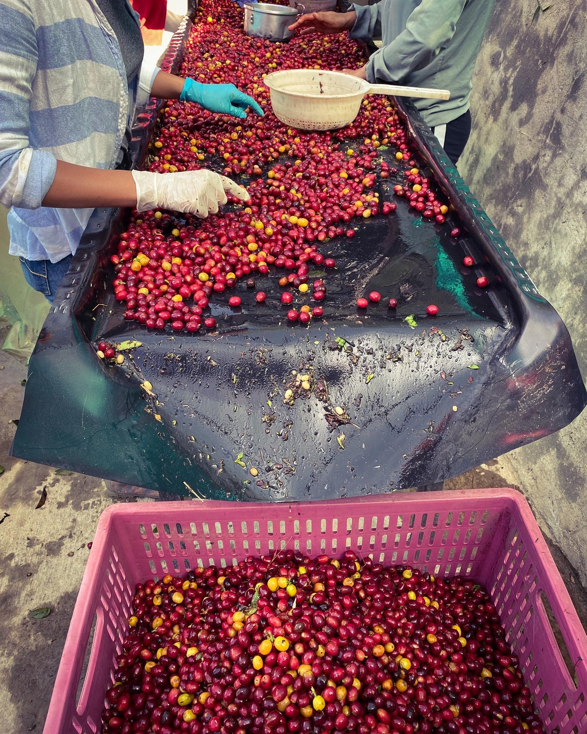 Colombia Los Nogales Typica - 2nd Place 2025 NZ Barista Championship(NZBC) COMPETITION COFFEE (Filter)