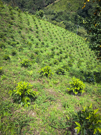 Colombia Los Nogales Typica - 2nd Place 2025 NZ Barista Championship(NZBC) COMPETITION COFFEE (Filter)