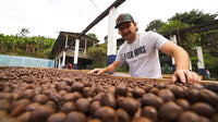 🆕 Colombia El Placer Geisha White Honey - COMPETITION COFFEE (Filter)