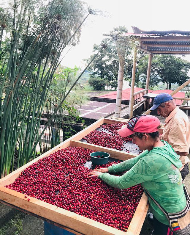 🆕 Colombia El Placer Geisha White Honey - COMPETITION COFFEE (Filter)