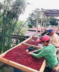 🆕 Colombia El Placer Geisha White Honey - COMPETITION COFFEE (Filter)