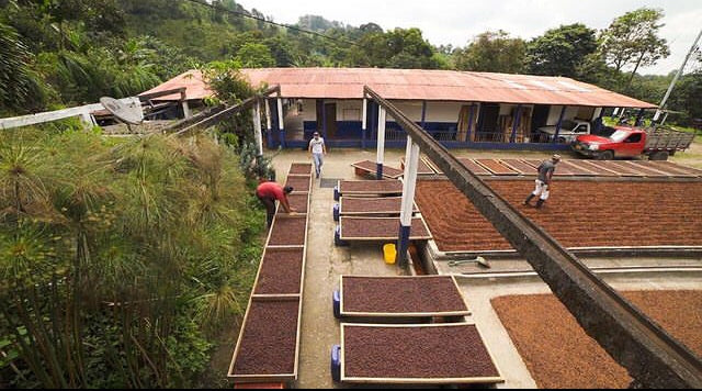 🆕 Colombia El Placer Geisha White Honey - COMPETITION COFFEE (Filter)