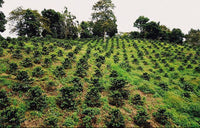 🆕 Colombia El Placer Geisha White Honey - COMPETITION COFFEE (Filter)