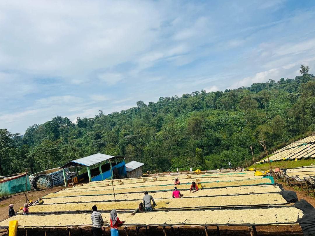 Ethiopia Danche Dega and Wolisho Red Honey (Filter)