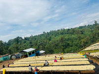 Ethiopia Danche Dega and Wolisho Red Honey (Filter)