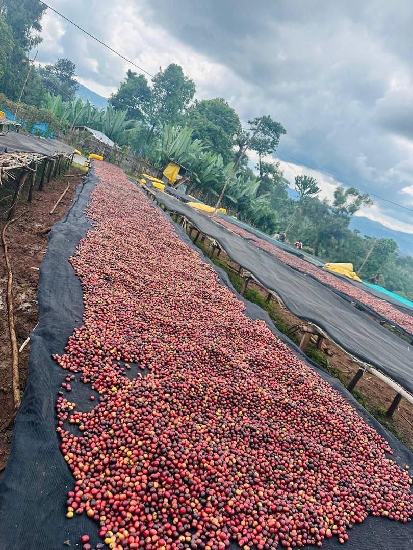 Ethiopia Danche Dega and Wolisho Red Honey (Filter)