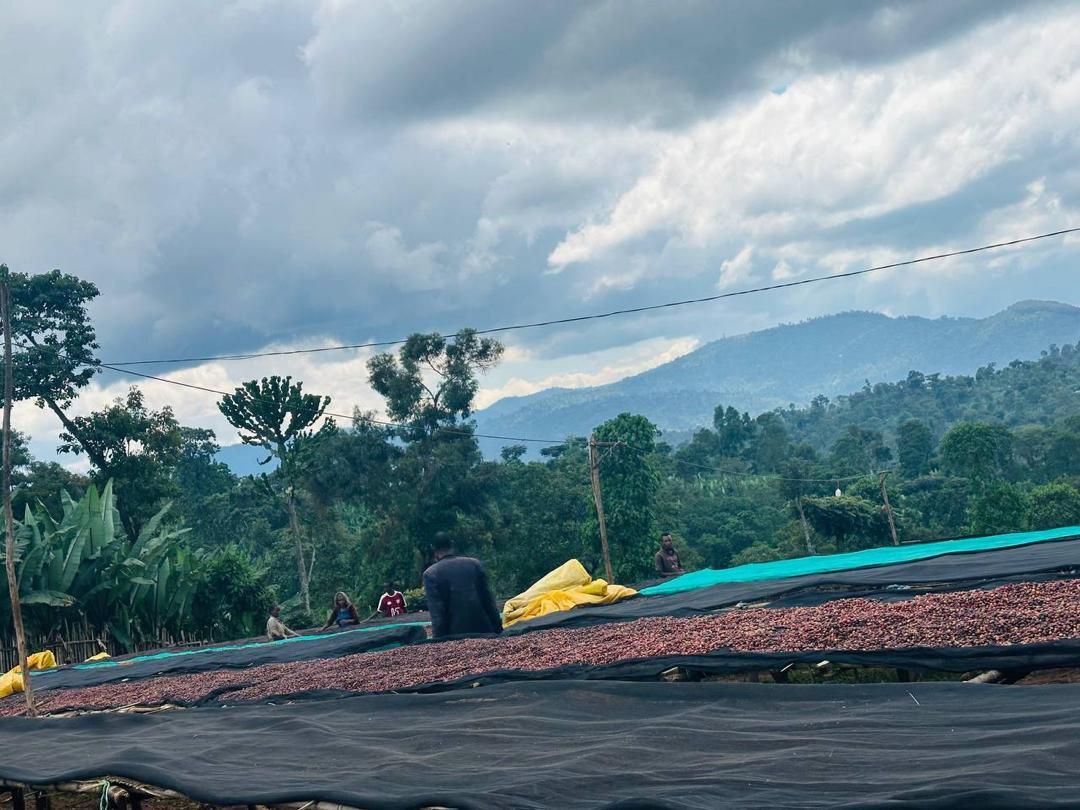 Ethiopia Danche Dega and Wolisho Red Honey (Filter)