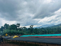 Ethiopia Danche Dega and Wolisho Red Honey (Filter)