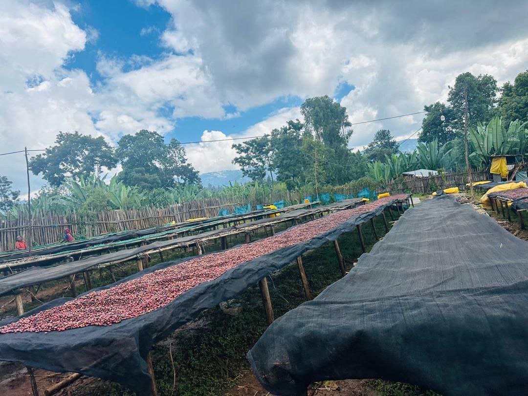 Ethiopia Danche Dega and Wolisho Red Honey (Filter)