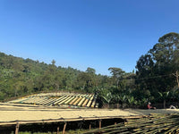 Ethiopia Danche Dega and Wolisho Red Honey (Filter)