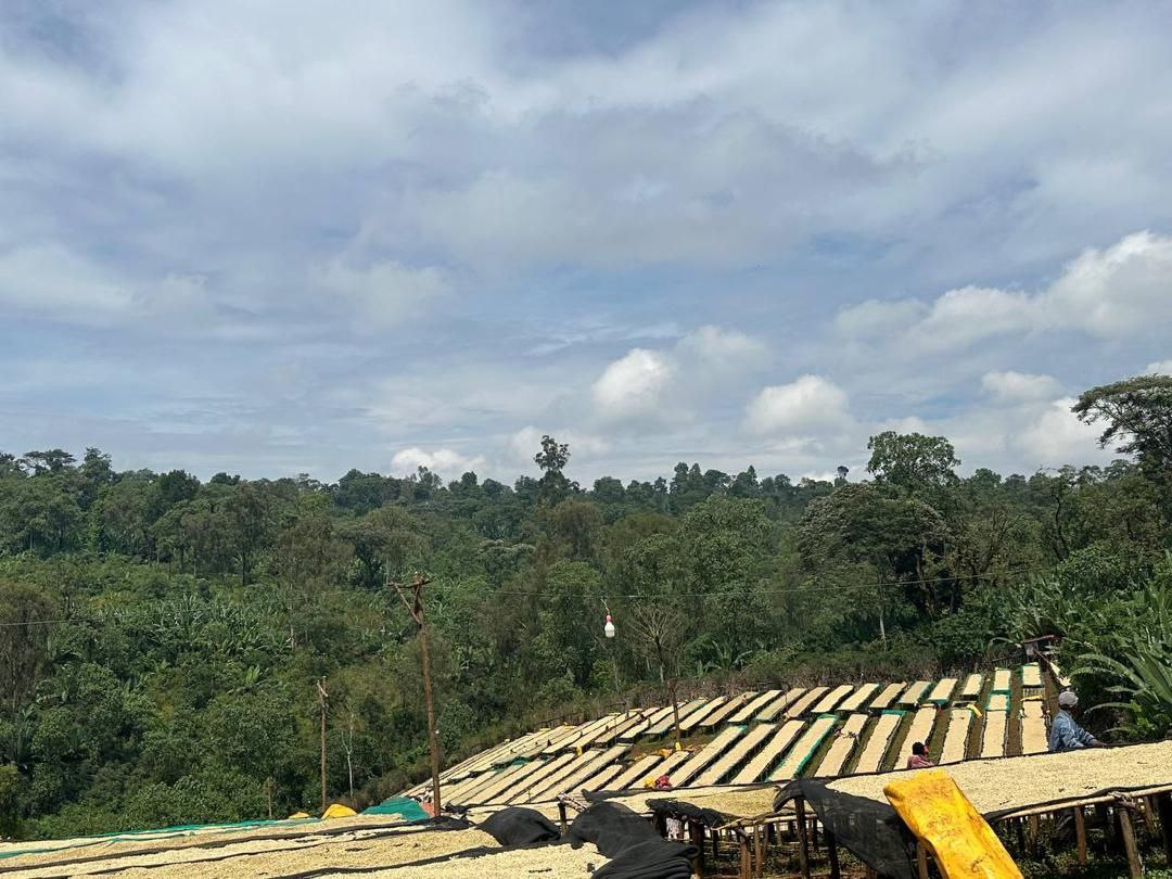 Ethiopia Danche Dega and Wolisho Red Honey (Filter)