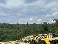 Ethiopia Danche Dega and Wolisho Red Honey (Filter)