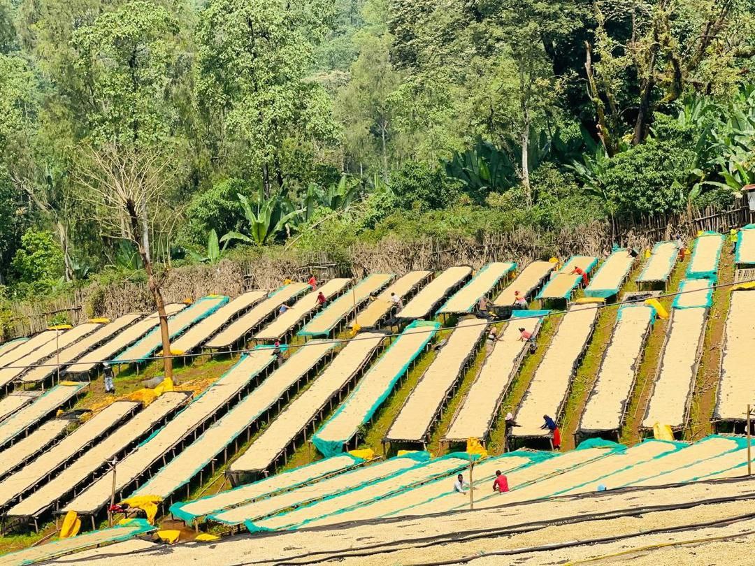 Ethiopia Danche Dega and Wolisho Red Honey (Filter)