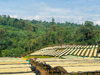 Ethiopia Danche Dega and Wolisho Red Honey (Filter)