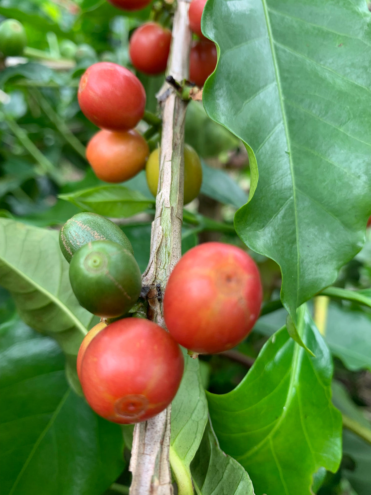 Colombia Jairo Arcila Chiroso Bourbon Natural (Filter)