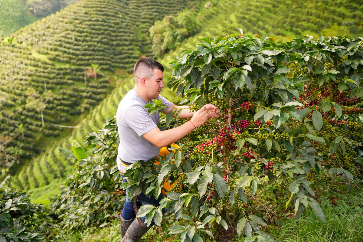 🆕 Colombia Las Flores Chiroso Anaerobic Natural