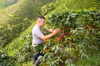 🆕 Colombia Las Flores Chiroso Anaerobic Natural