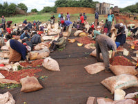 🆕 Kenya Ruera AB Washed (Filter)