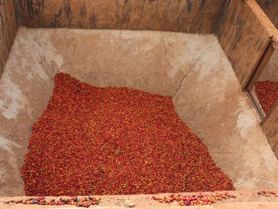 🆕 Kenya Ruera AB Washed (Filter)