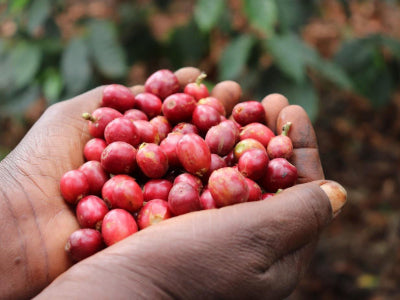 🆕 Kenya Ruera AB Washed (Filter)