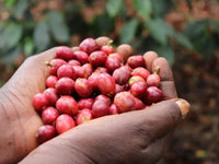 🆕 Kenya Ruera AB Washed (Filter)