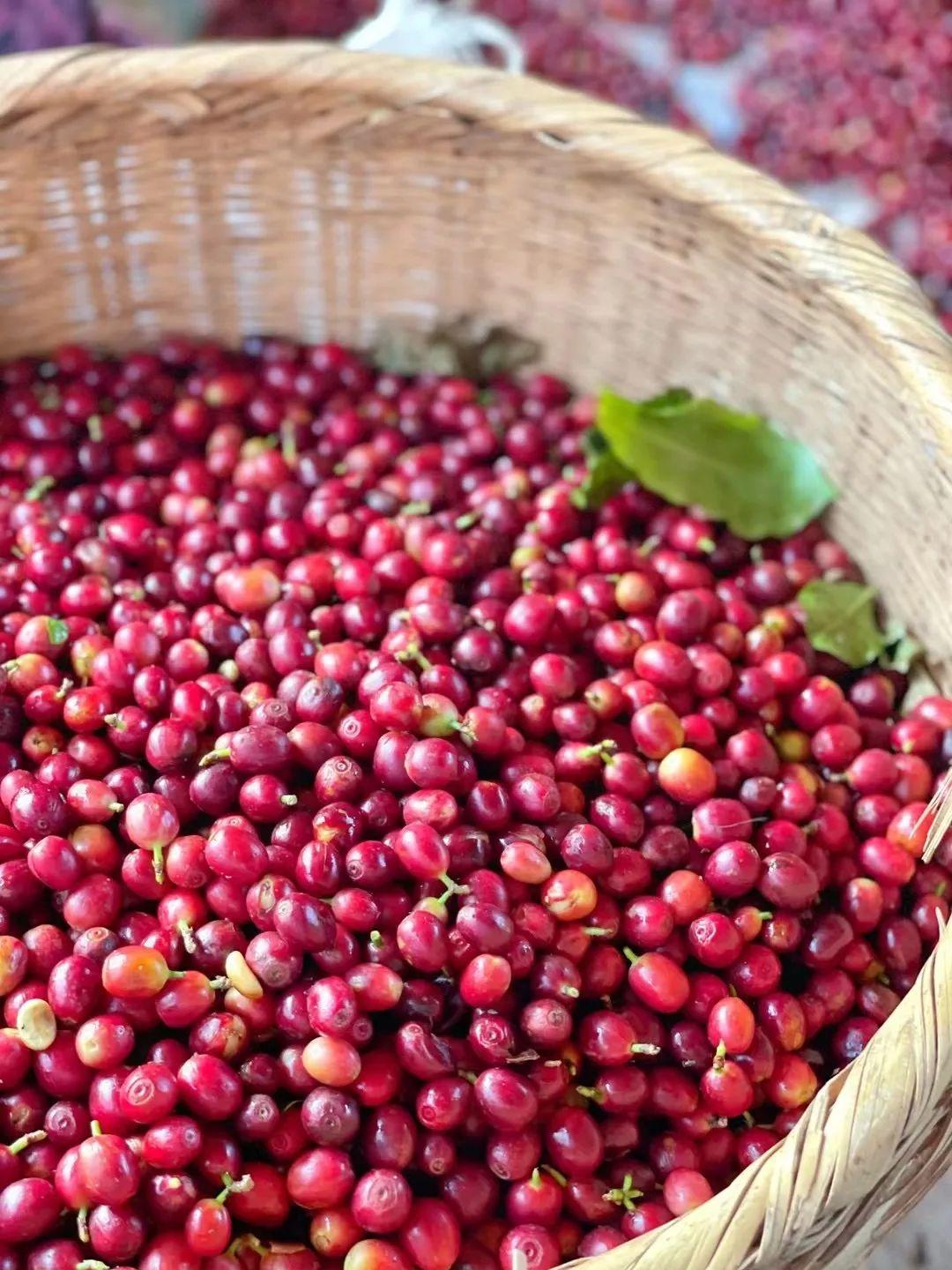 Yunnan Catimor Anaerobic Natural (Filter)