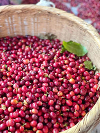 Yunnan Catimor Anaerobic Natural (Filter)