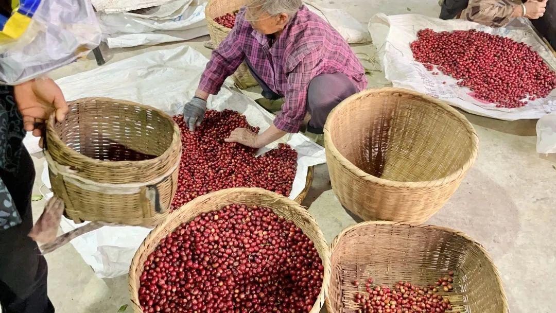 Yunnan Catimor Anaerobic Natural (Filter)