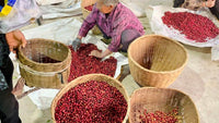 Yunnan Catimor Anaerobic Natural (Filter)
