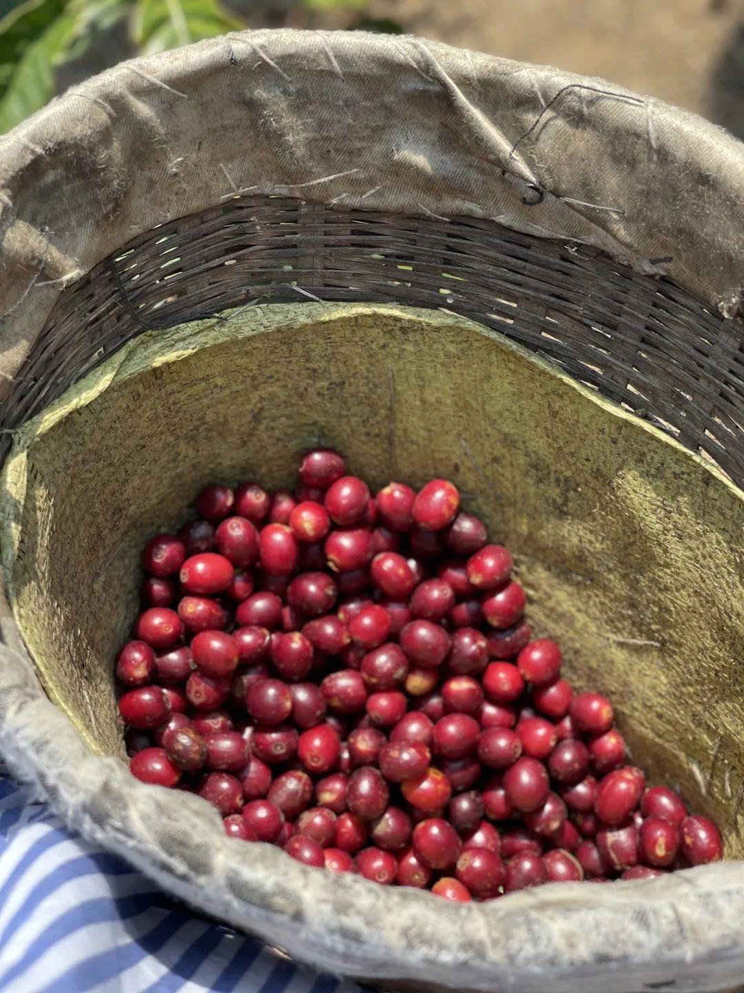 Yunnan Catimor Anaerobic Natural (Filter)