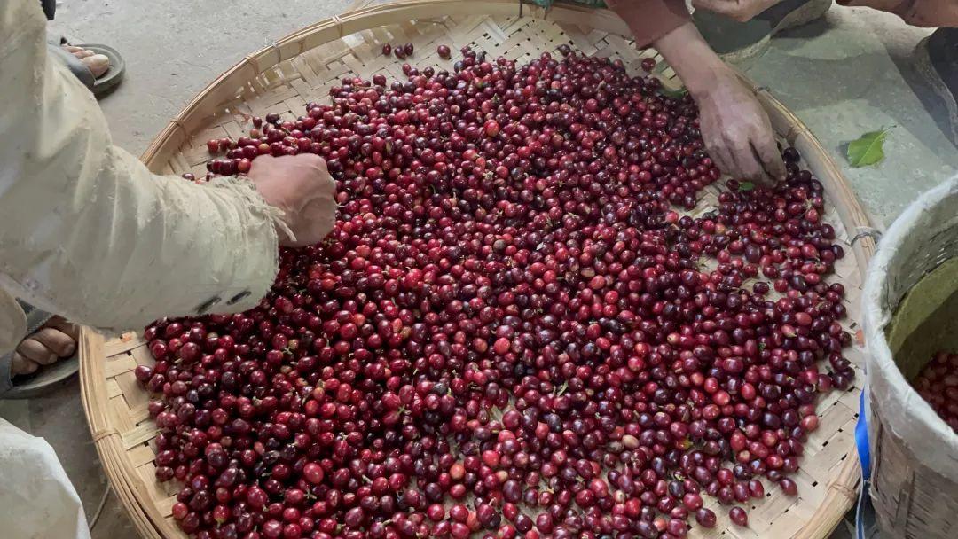 Yunnan Catimor Anaerobic Natural (Filter)